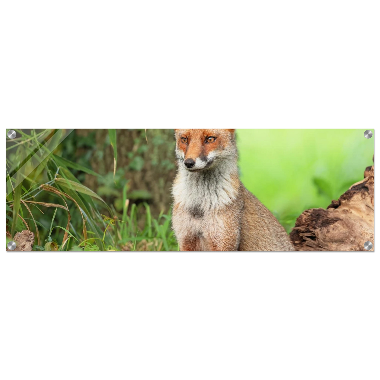 Wandbild majestaetischer rotfuchs ein augenblick der ruhe in der natur erhaeltlich in zahlreichen groessen