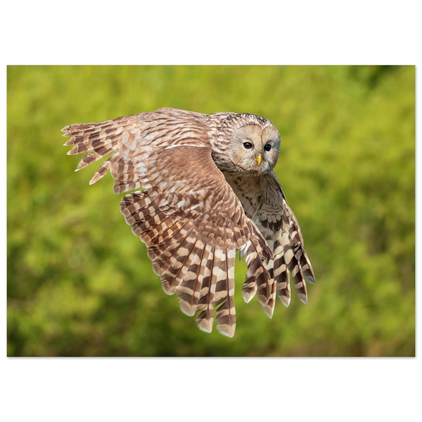 Wandbild majestaetische eule im flug naturfotografie fuer ihr zuhause