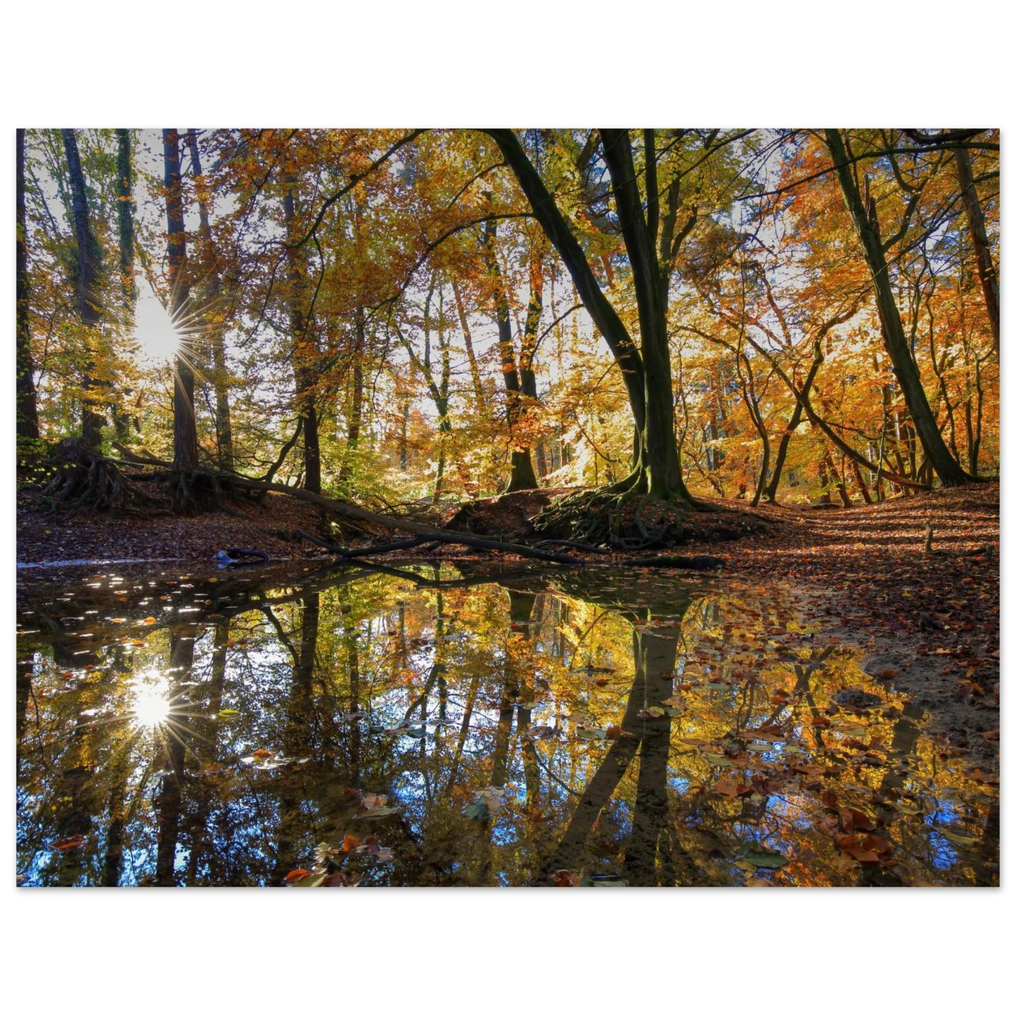 Wandbild goldener herbstwald stimmungsvolle spiegelung der natur in ihrer wunschgroesse