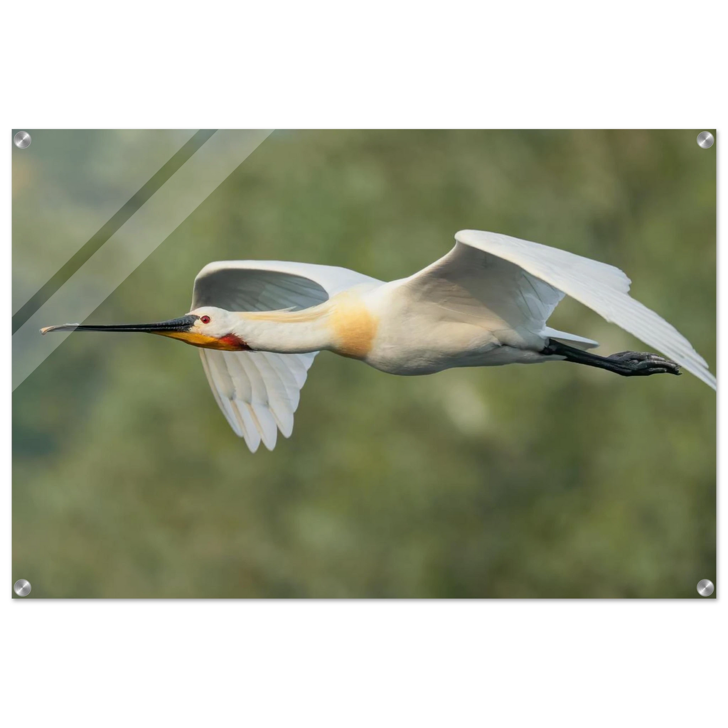 Wandbild eleganter loeffler im flug naturfotografie fuer ihr zuhause in vielen groessen