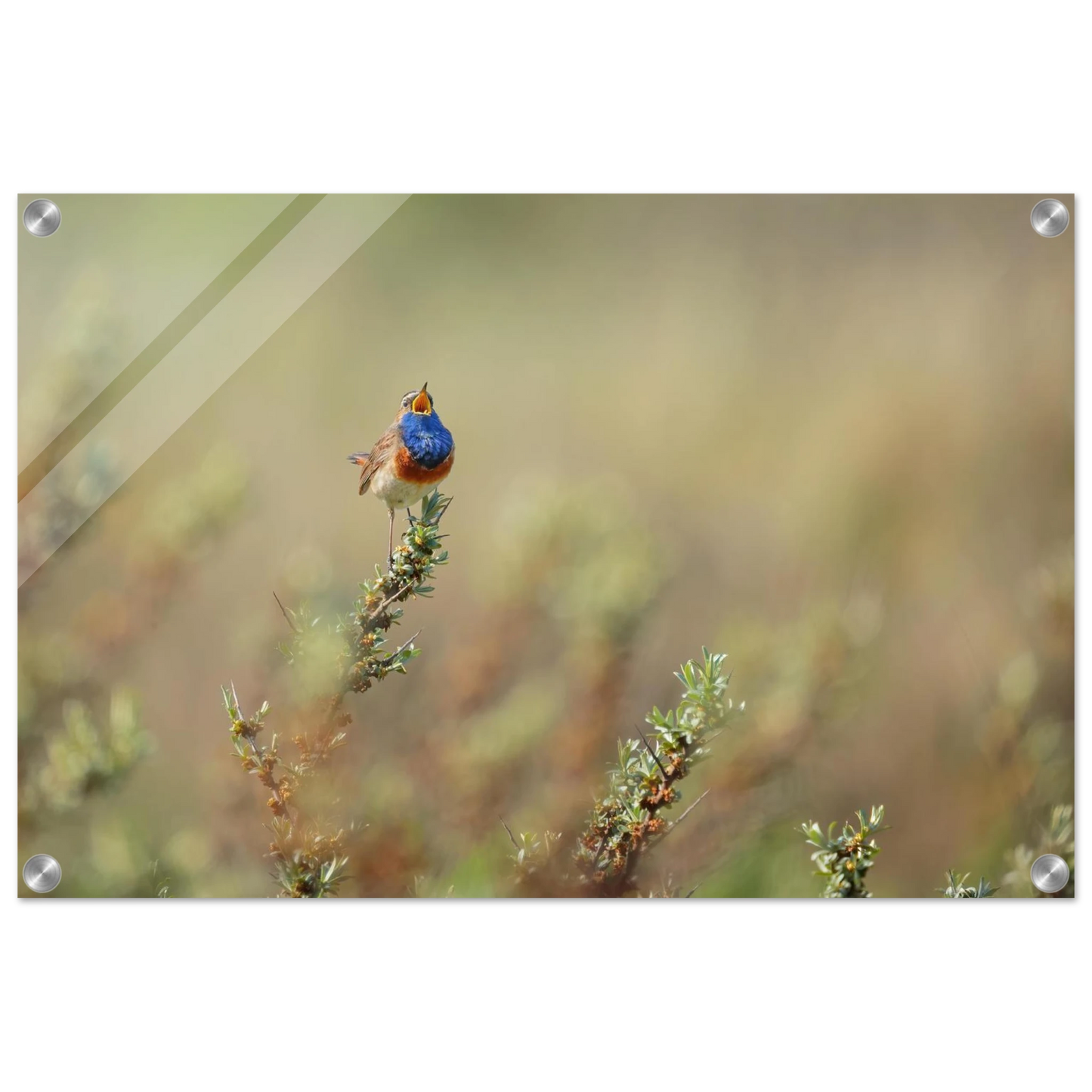 Wandbild lebendige nachtigall ein meisterwerk der naturfotografie fuer ihr zuhause