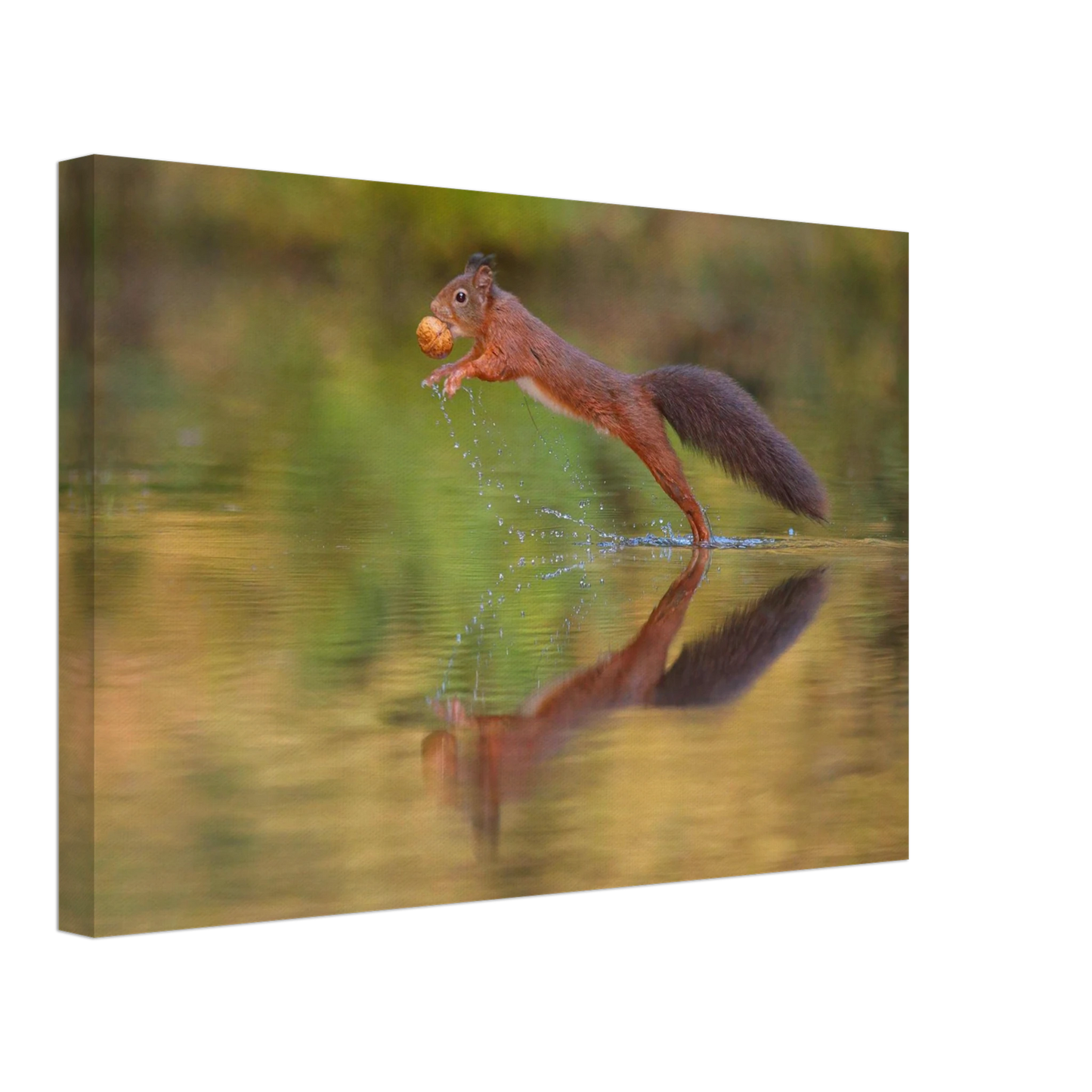 Wandbild eichhoernchen sprung dynamisches tierportrait auf premium leinwand in verschiedenen groessen erhaeltlich