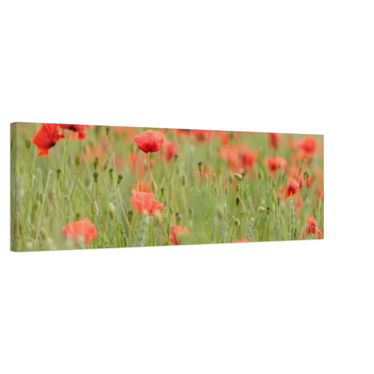 Wandbild vertraeumtes mohnblumenfeld ein stueck sommer fuer ihr zuhause in vielen groessen