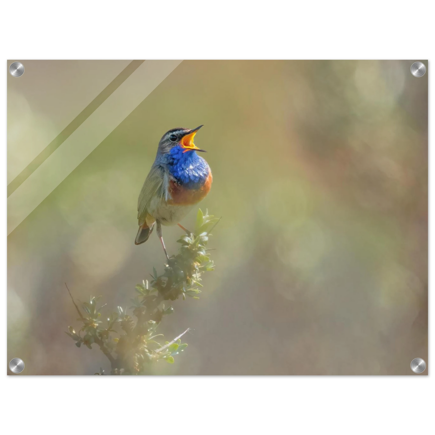 Wandbild singvogel in blautoenen lebendige vogelkunst fuer ihr zuhause in ihrer wunschgroesse