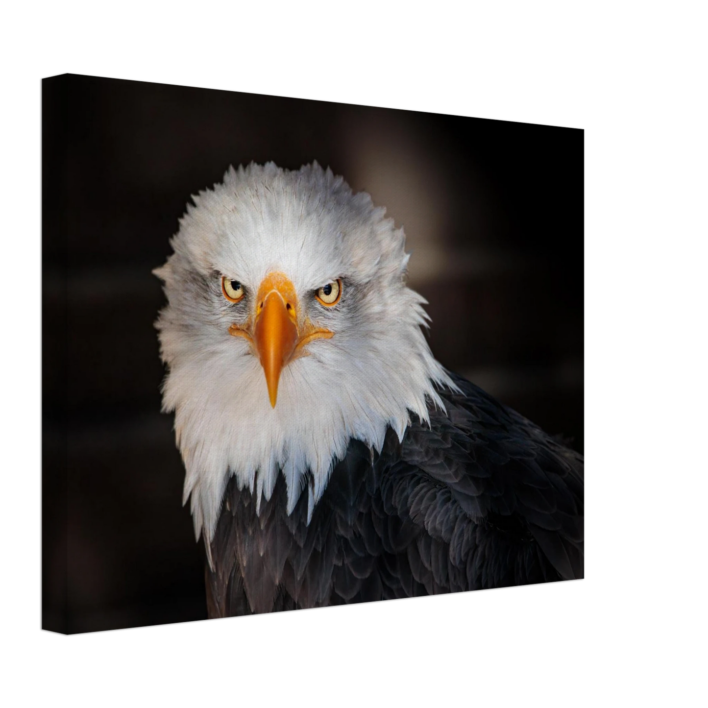 Wandbild majestaetischer adler ausdrucksstarke tierfotografie fuer ihr zuhause in vielen groessen erhaeltlich