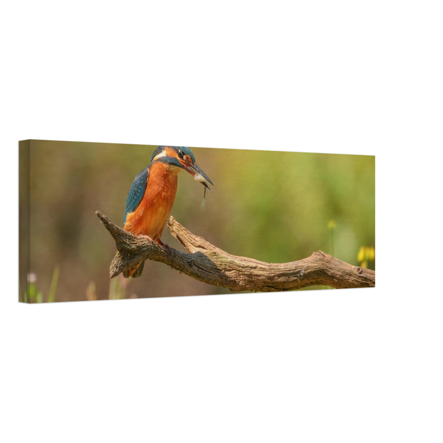 Wandbild eisvogel farbpracht leuchtende naturkunst fuer ihr zuhause in vielen groessen