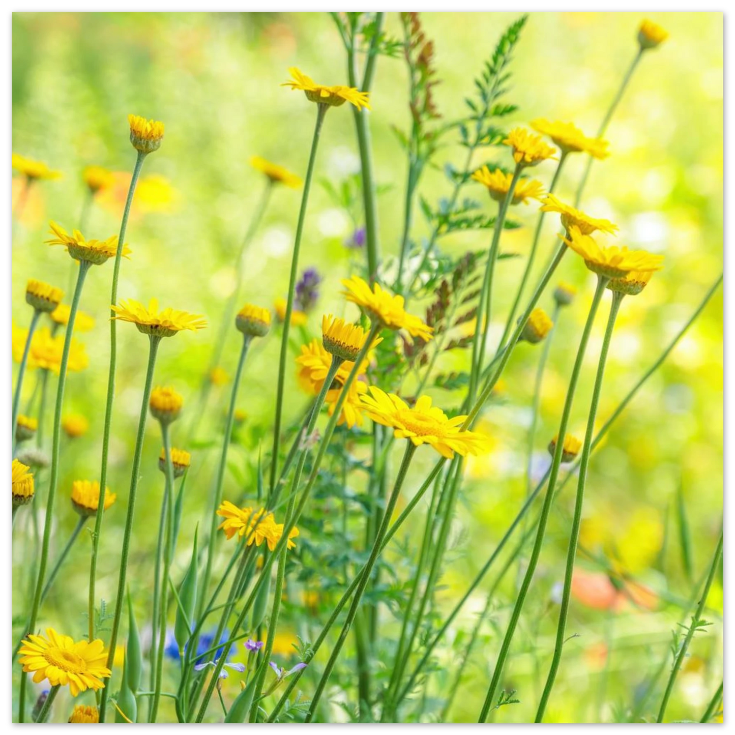 Wandbild sunshine meadow lebendiger blumen druck in verschiedenen groessen