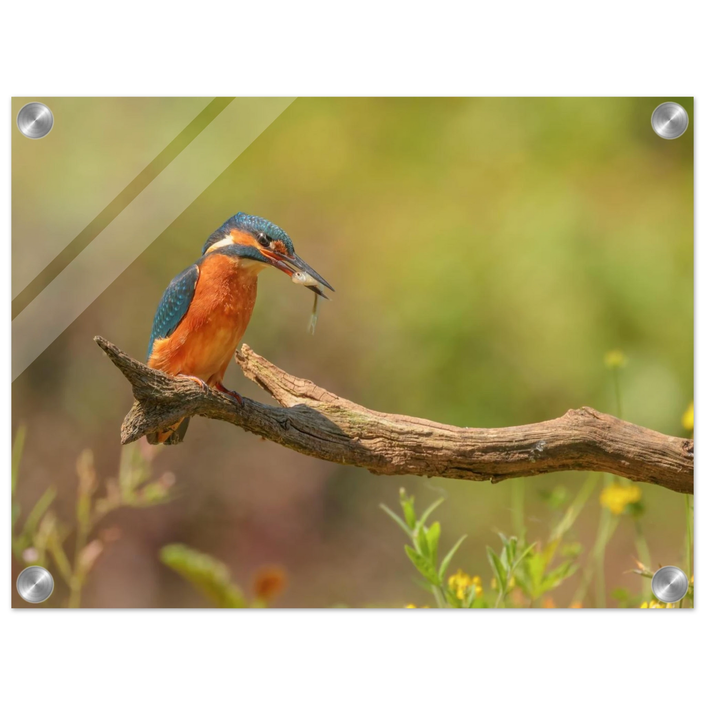 Wandbild eisvogel farbpracht leuchtende naturkunst fuer ihr zuhause in vielen groessen