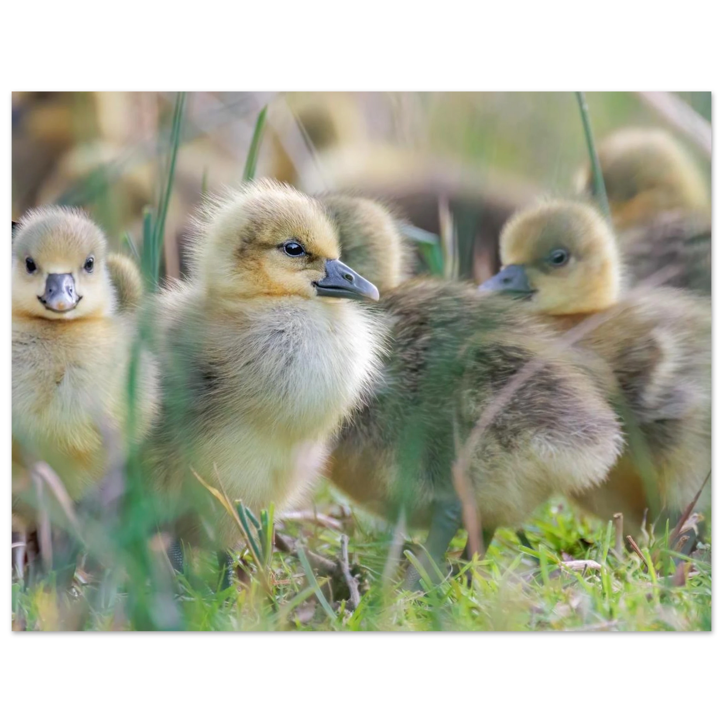 Wandbild kueken in zartgruen und gold suesse baby gans kunst in vielen groessen