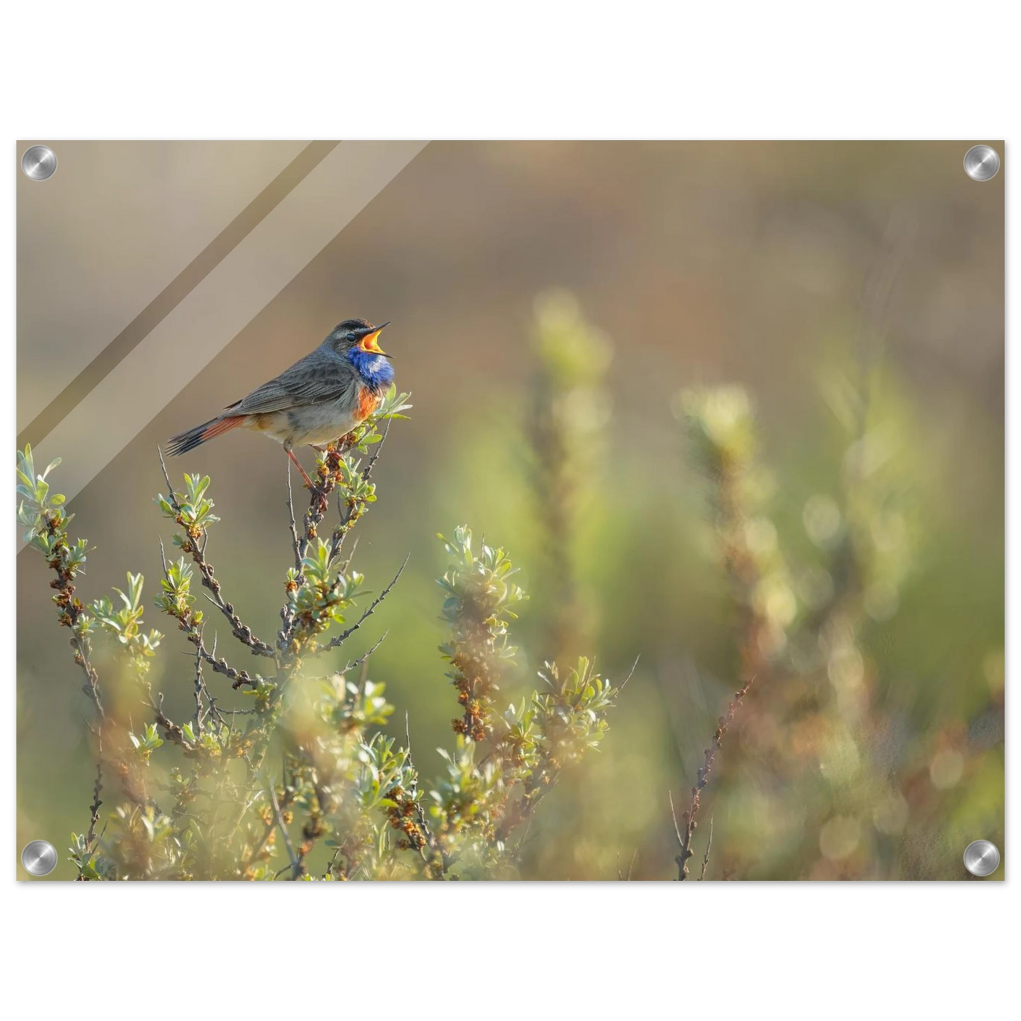 Wandbild singendes blaukehlchen lebendige naturfotografie als wandbild in verschiedenen groessen