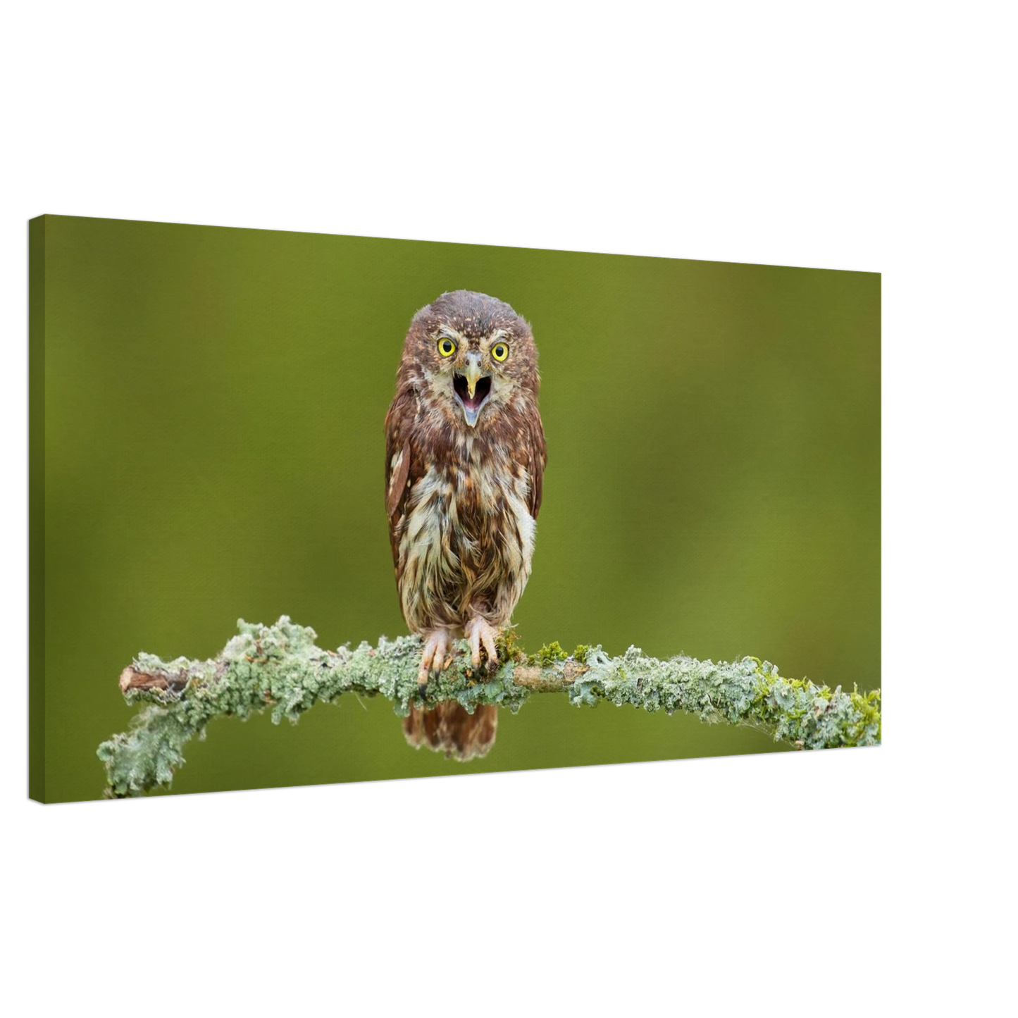 Wandbild rufer der wildnis faszinierendes eulen portraet mit leuchtenden augen fuer ihr zuhause