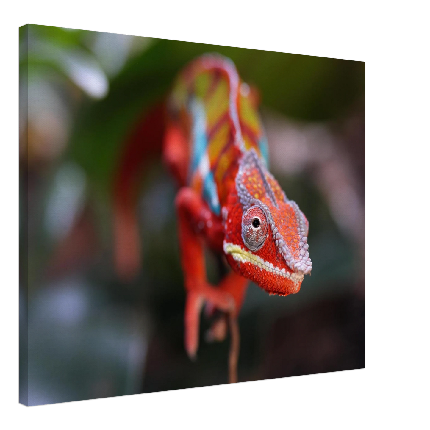 Wandbild faszinierendes chamaeleon portraet lebendige tierkunst fuer ihr zuhause in ihrer wunschgroesse