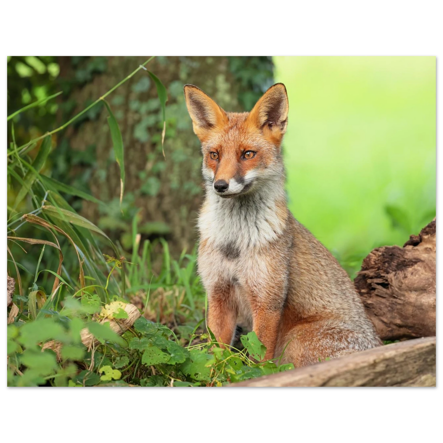 Wandbild majestaetischer rotfuchs ein augenblick der ruhe in der natur erhaeltlich in zahlreichen groessen