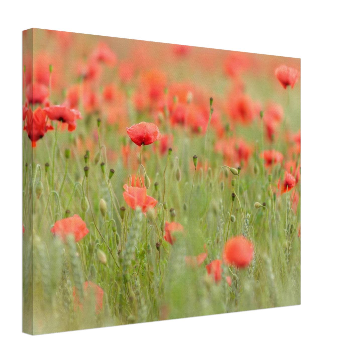 Wandbild vertraeumtes mohnblumenfeld ein stueck sommer fuer ihr zuhause in vielen groessen
