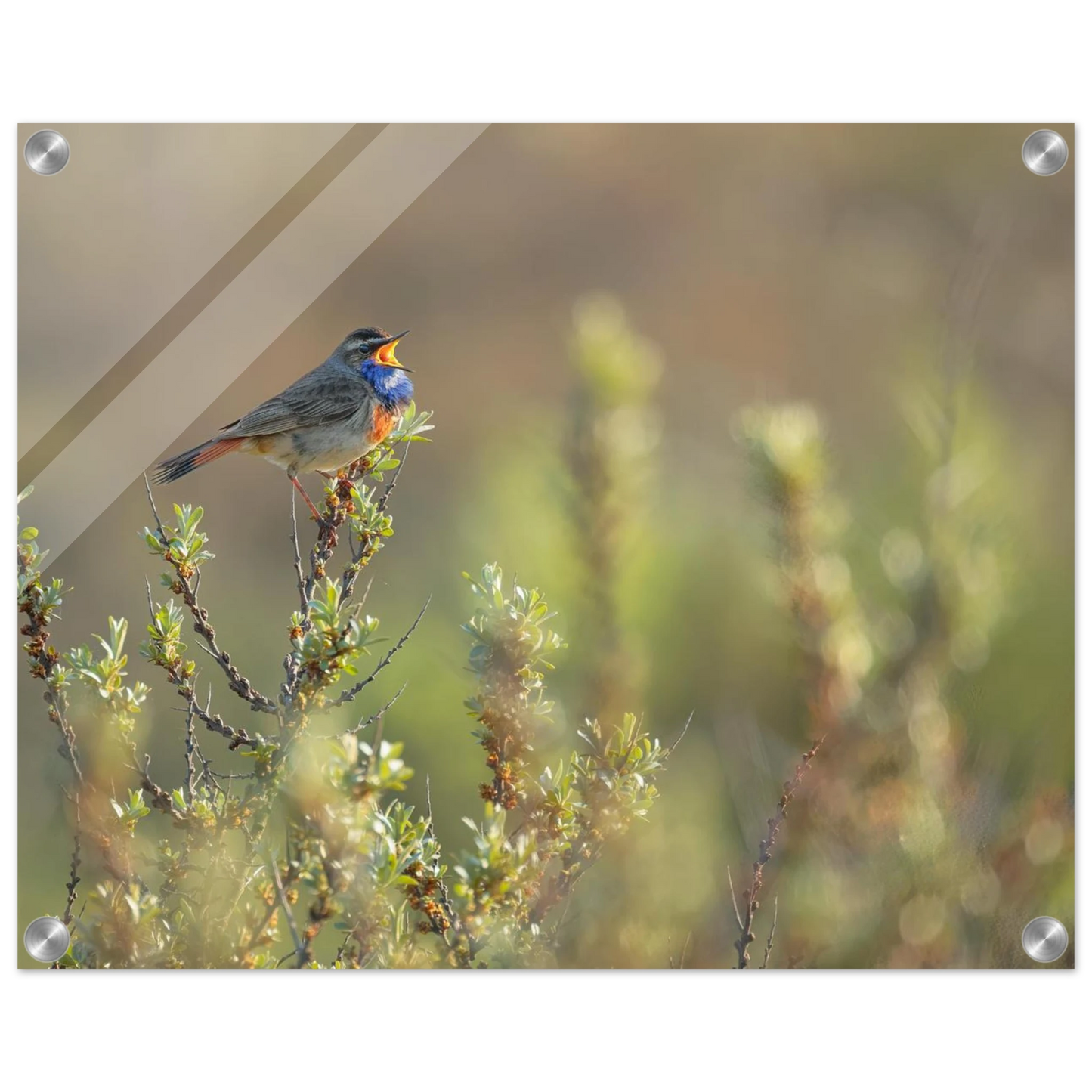 Wandbild singendes blaukehlchen lebendige naturfotografie als wandbild in verschiedenen groessen