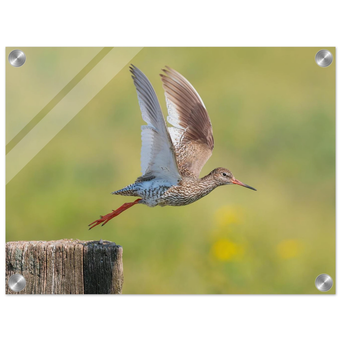 Wandbild der flug des rotschenkels dynamische tierkunst fuer ihr zuhause in vielen groessen erhaeltlich