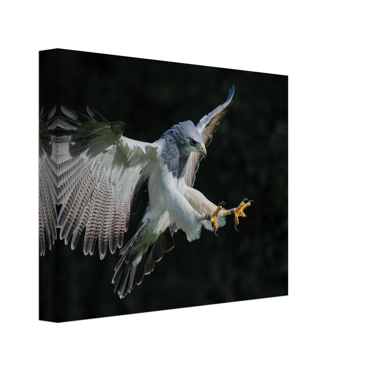 Wandbild majestaetischer schwarzbrustbussard im flug atemberaubende tierfotografie fuer ihr zuhause