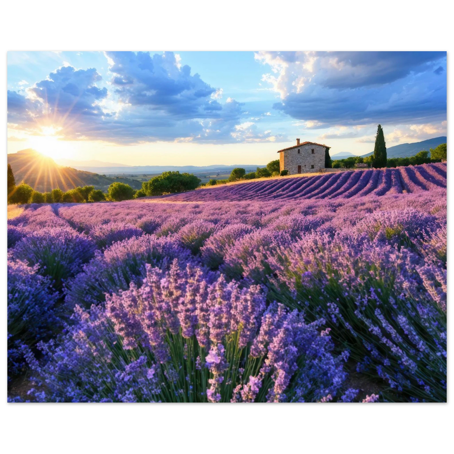 Wandbild sonnenuntergang ueber lavendelfeldern idyllische provence landschaft im wunschformat