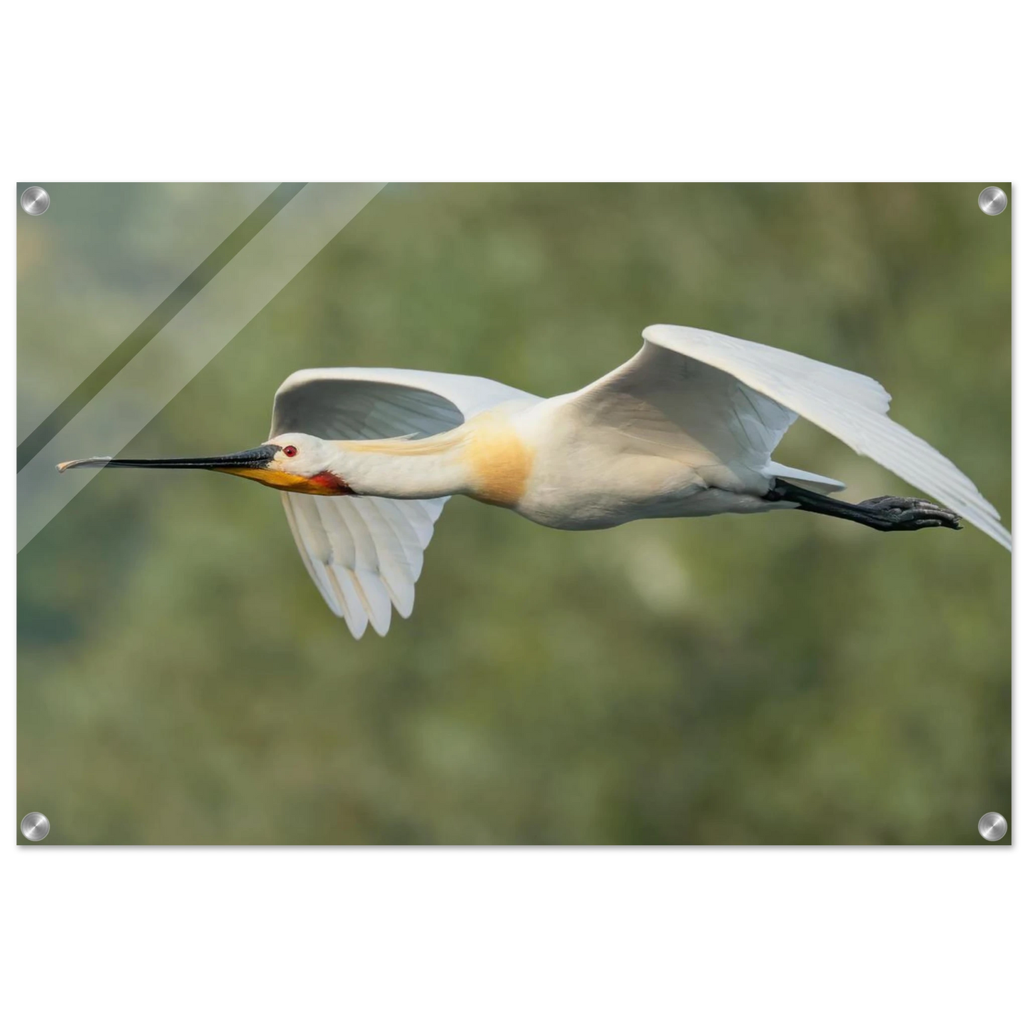 Wandbild eleganter loeffler im flug naturfotografie fuer ihr zuhause in vielen groessen