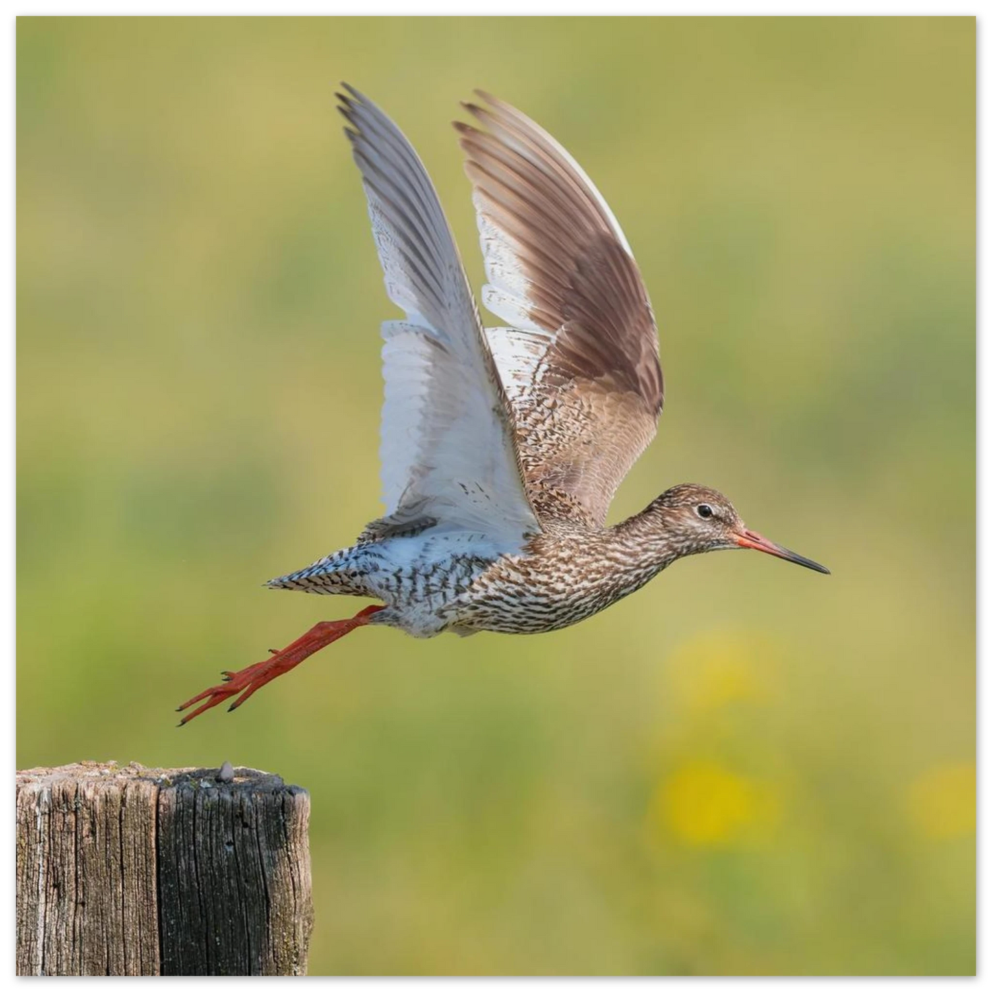 Wandbild der flug des rotschenkels dynamische tierkunst fuer ihr zuhause in vielen groessen erhaeltlich