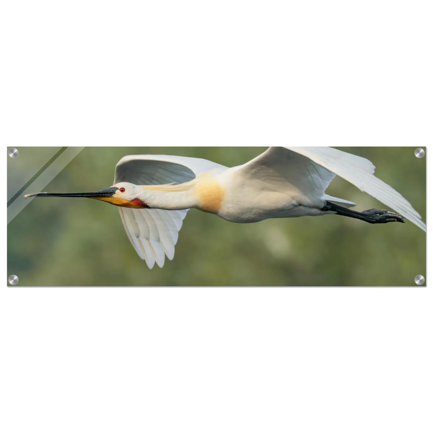 Wandbild eleganter loeffler im flug naturfotografie fuer ihr zuhause in vielen groessen