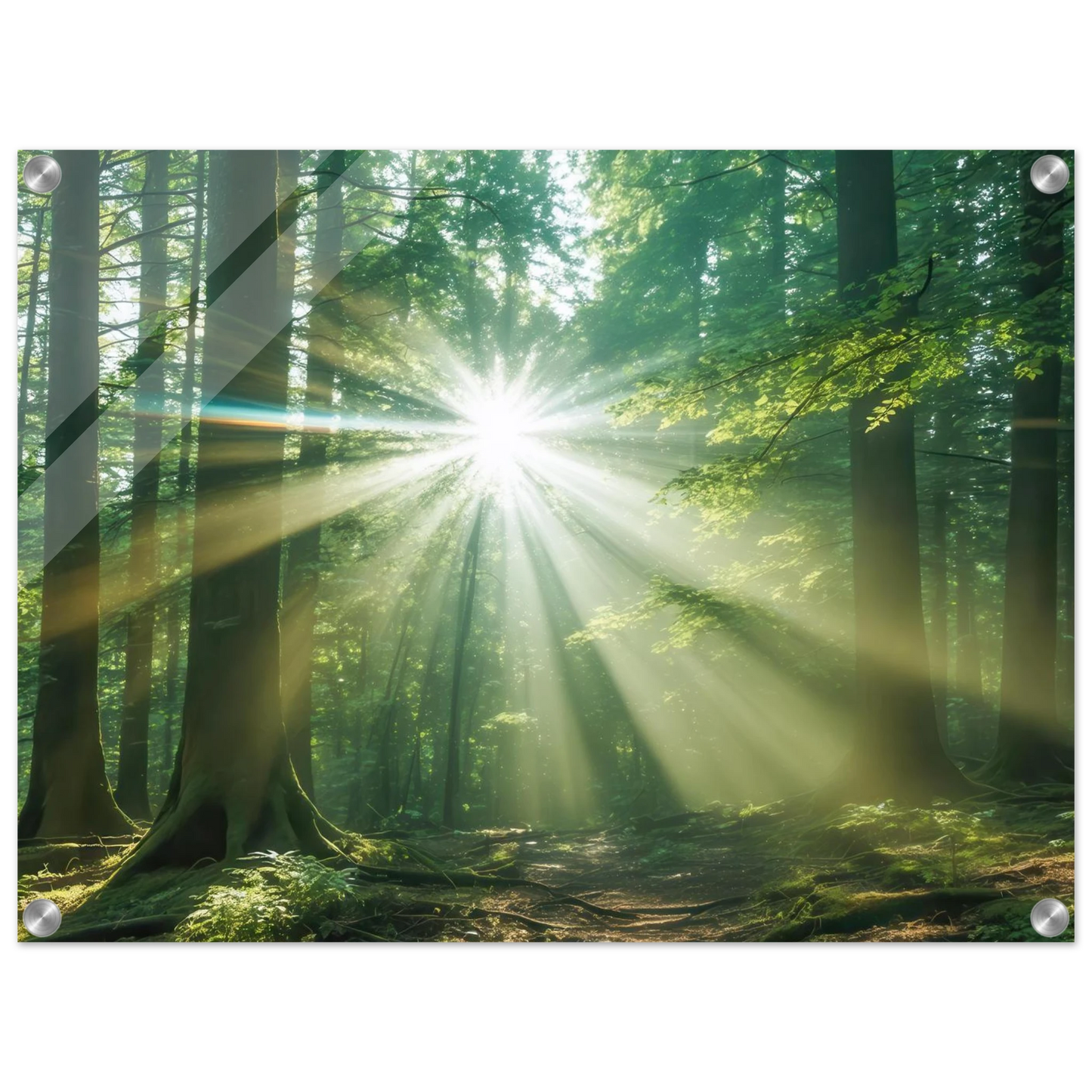 Wandbild sonnenstrahlen im wald mystisches waldlicht kunstdruck in ihrer wunschgroesse
