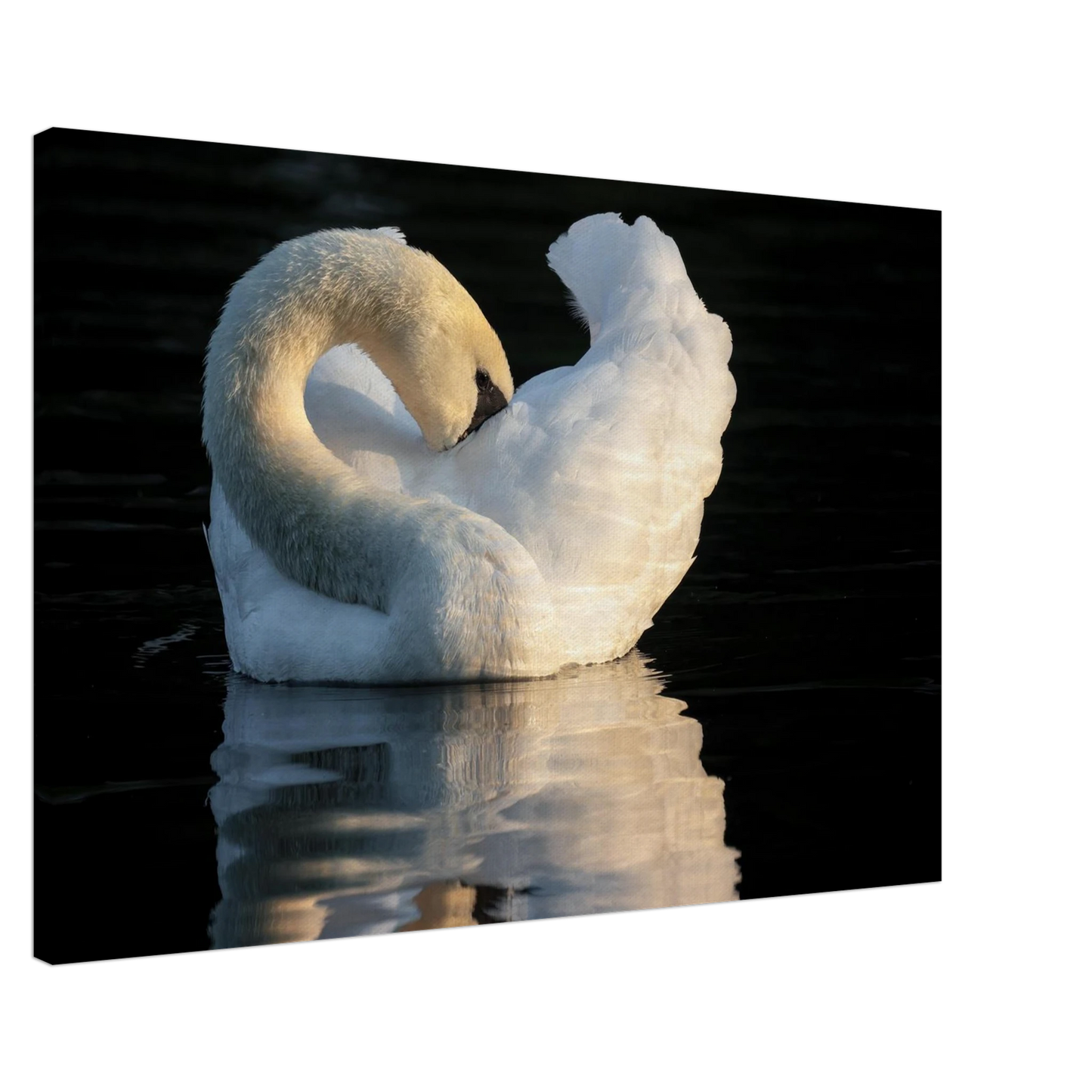 Wandbild schwan bei sonnenuntergang elegante wandkunst fuer ihr zuhause
