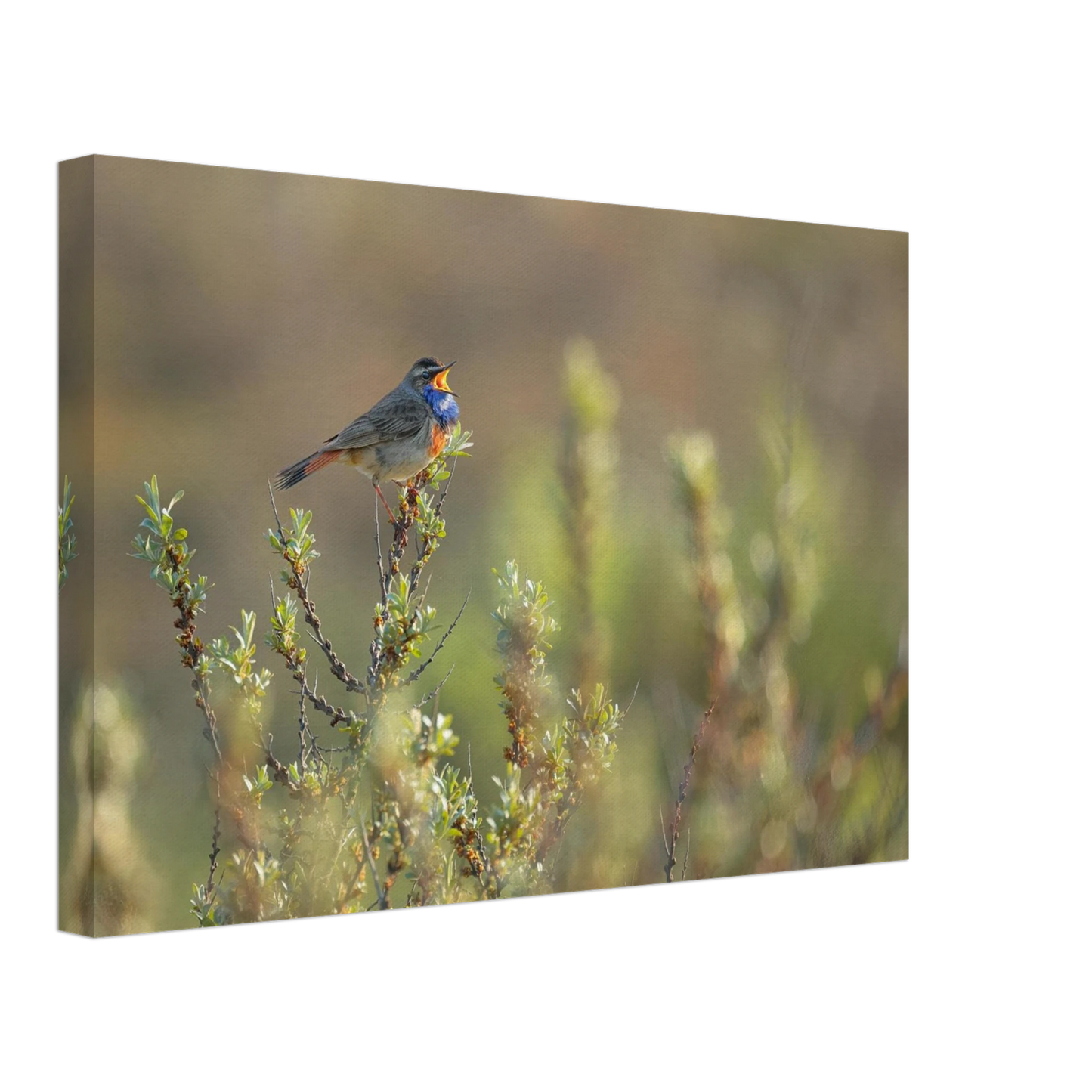 Wandbild singendes blaukehlchen lebendige naturfotografie als wandbild in verschiedenen groessen