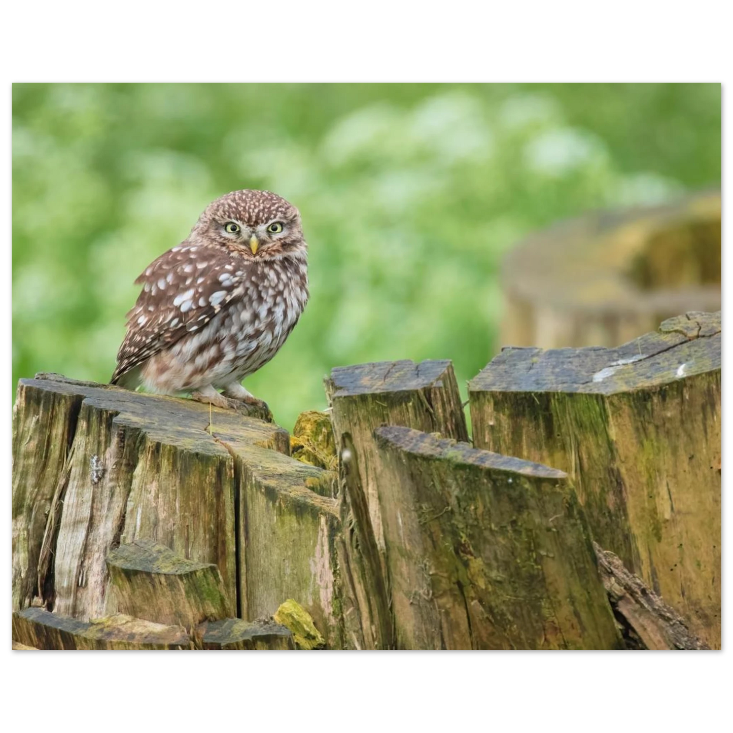 Wandbild mystische kleine eule faszinierendes kunstwerk fuer natur und tierliebhaber in vielen groessen