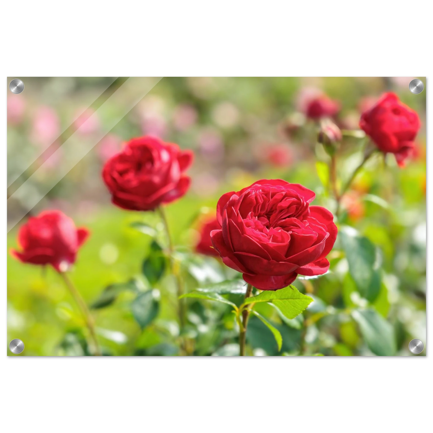 Wandbild rote rosen lebendige bluetenpracht fuer ihr zuhause in ihrer wunschgroesse