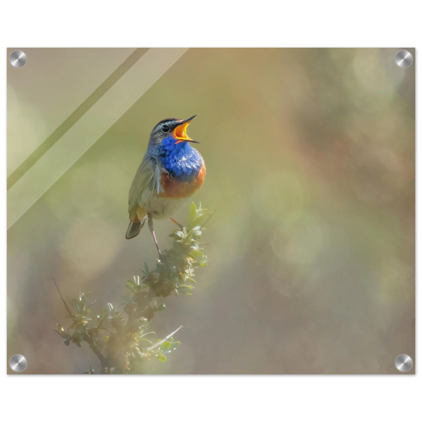 Wandbild singvogel in blautoenen lebendige vogelkunst fuer ihr zuhause in ihrer wunschgroesse