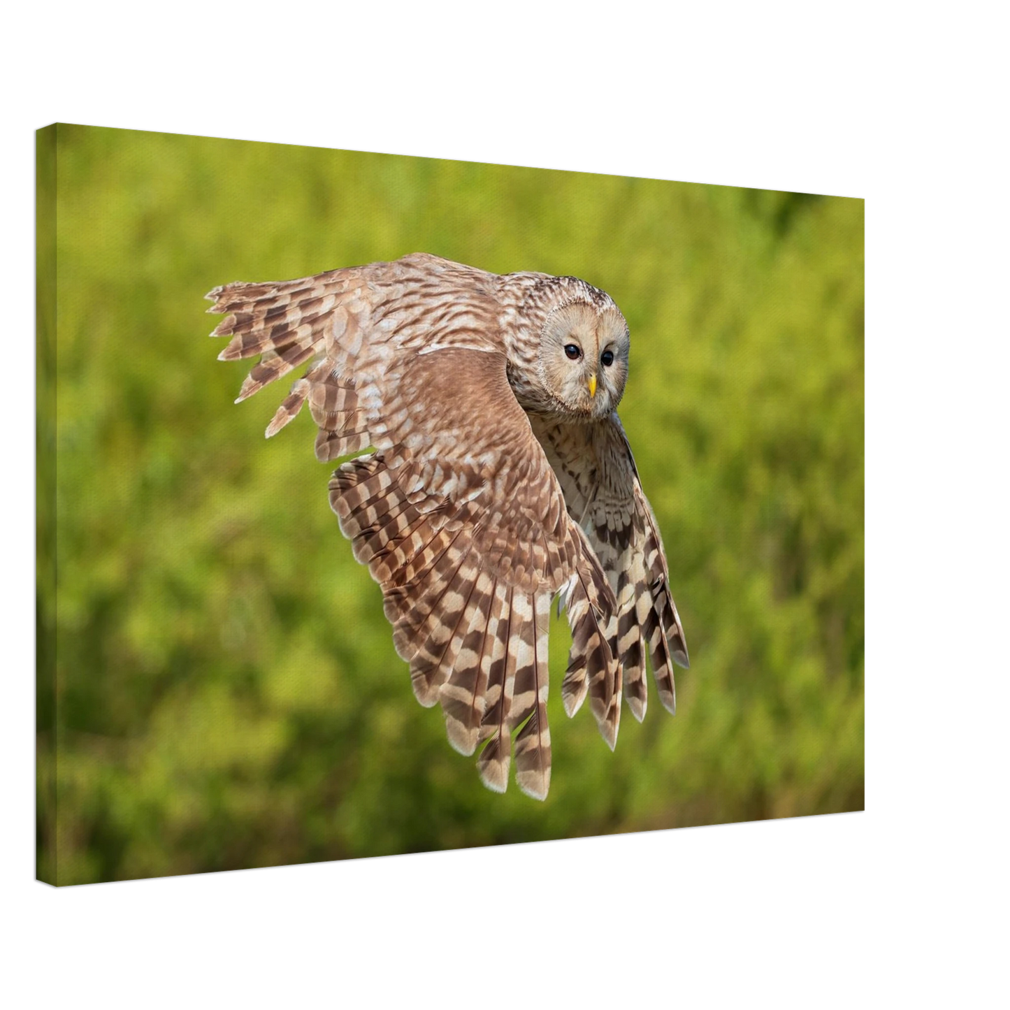 Wandbild majestaetische eule im flug naturfotografie fuer ihr zuhause