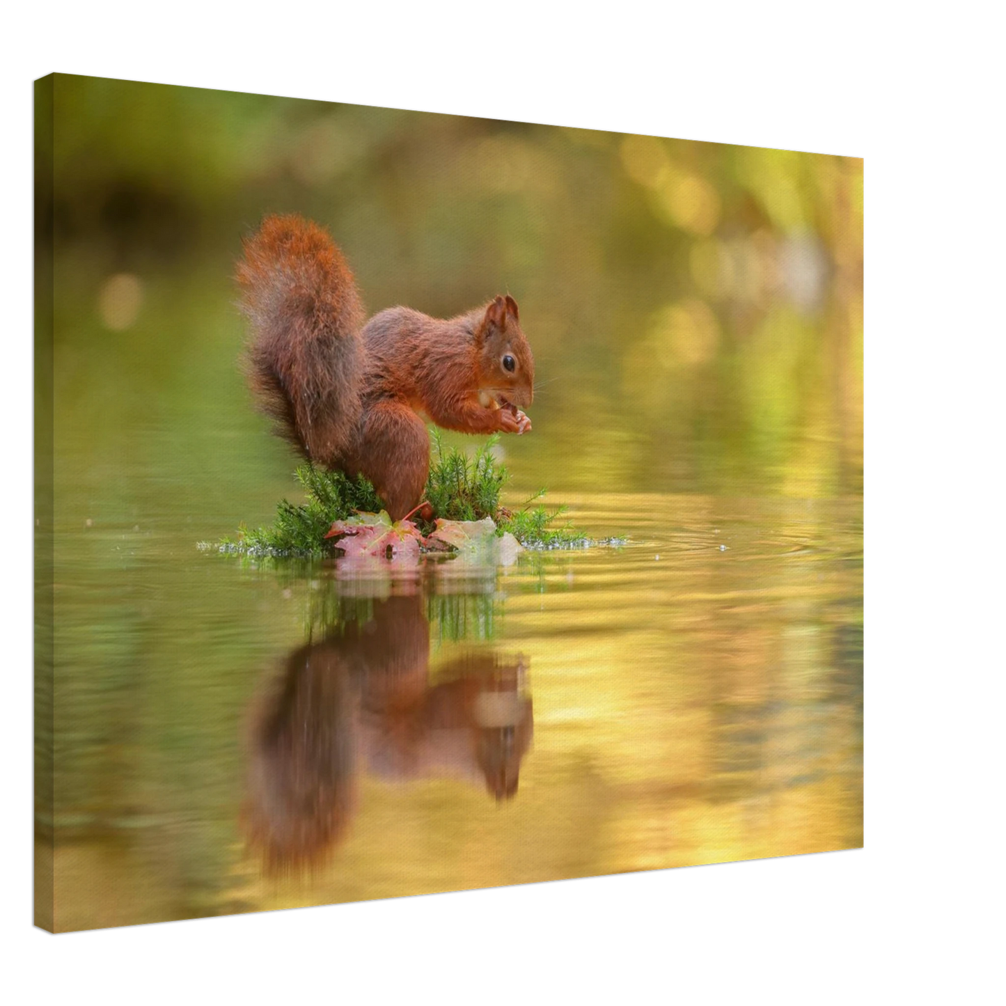 Wandbild bezauberndes eichhoernchen mit nuss lebendige wildtierkunst fuer ihr zuhause