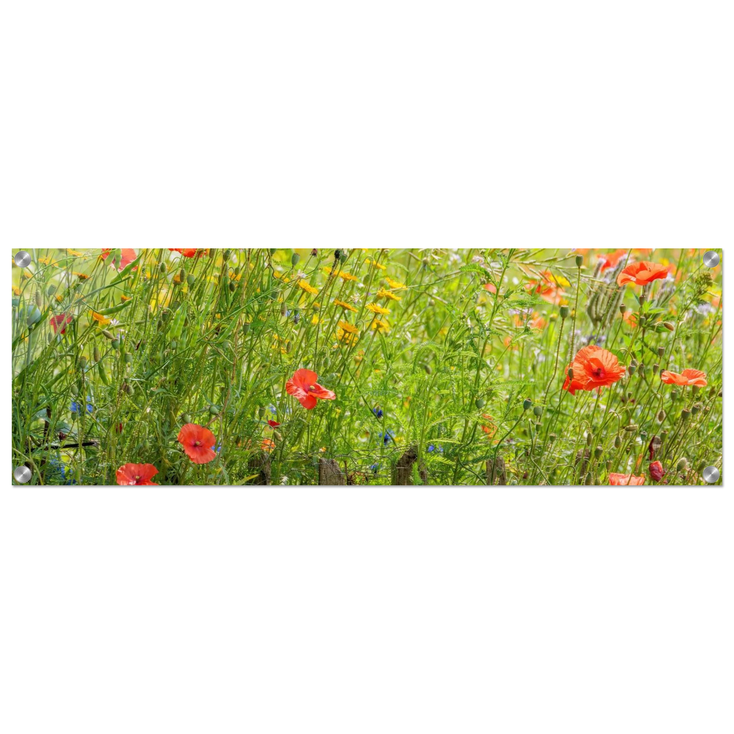 Wandbild wildblumen feld rot gelb sonnige mohnblumen wiese als kunstdruck