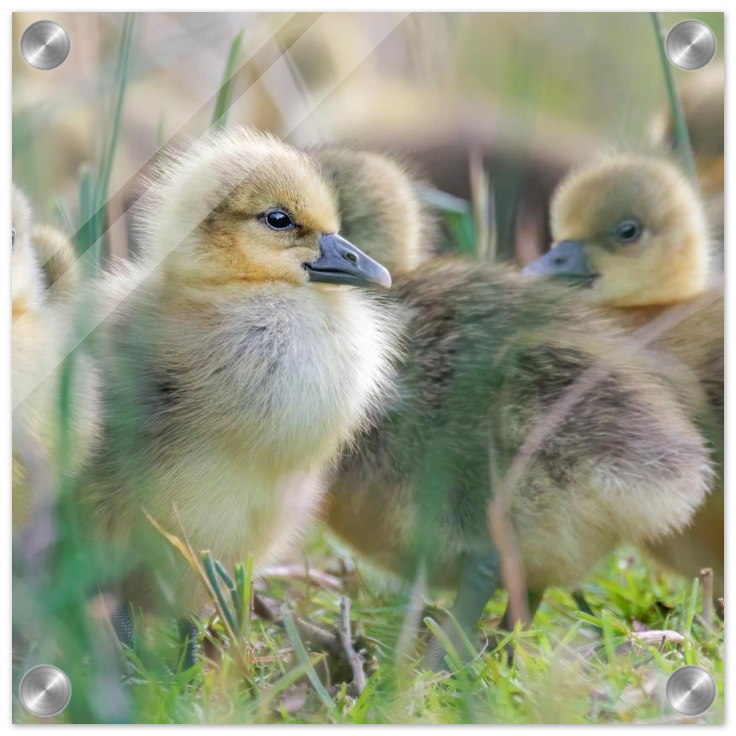 Wandbild kueken in zartgruen und gold suesse baby gans kunst in vielen groessen