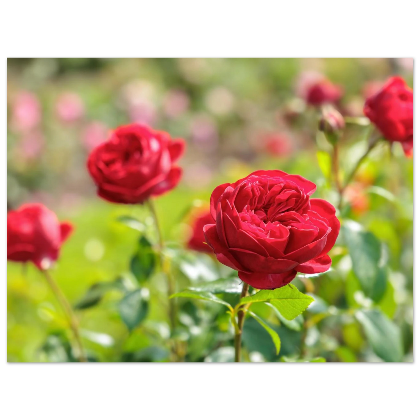 Wandbild rote rosen lebendige bluetenpracht fuer ihr zuhause in ihrer wunschgroesse