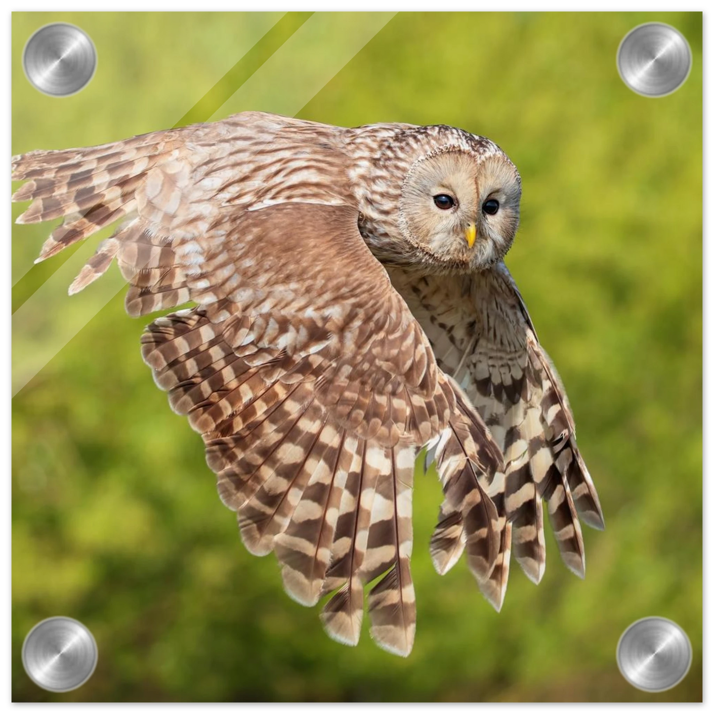Wandbild majestaetische eule im flug naturfotografie fuer ihr zuhause