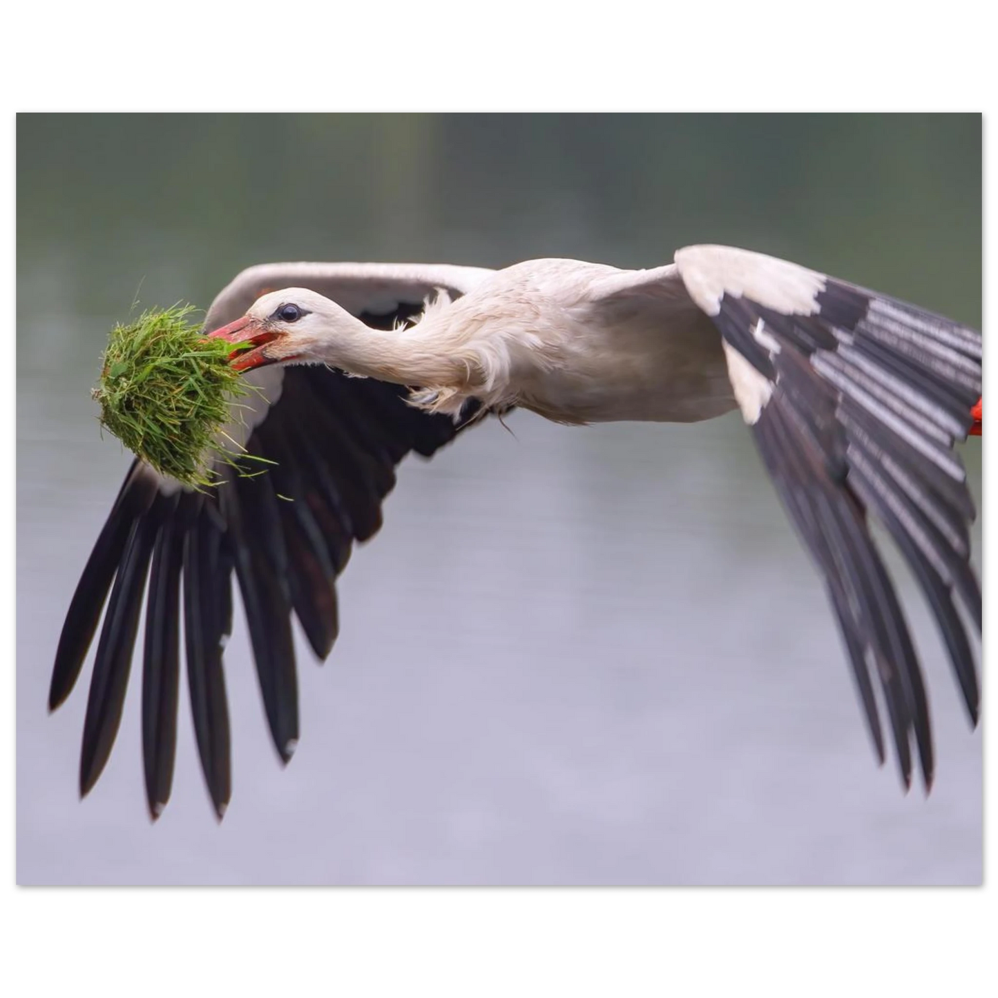 Wandbild nestbauender weissstorch im flug lebendige naturfotografie fuer ihr zuhause