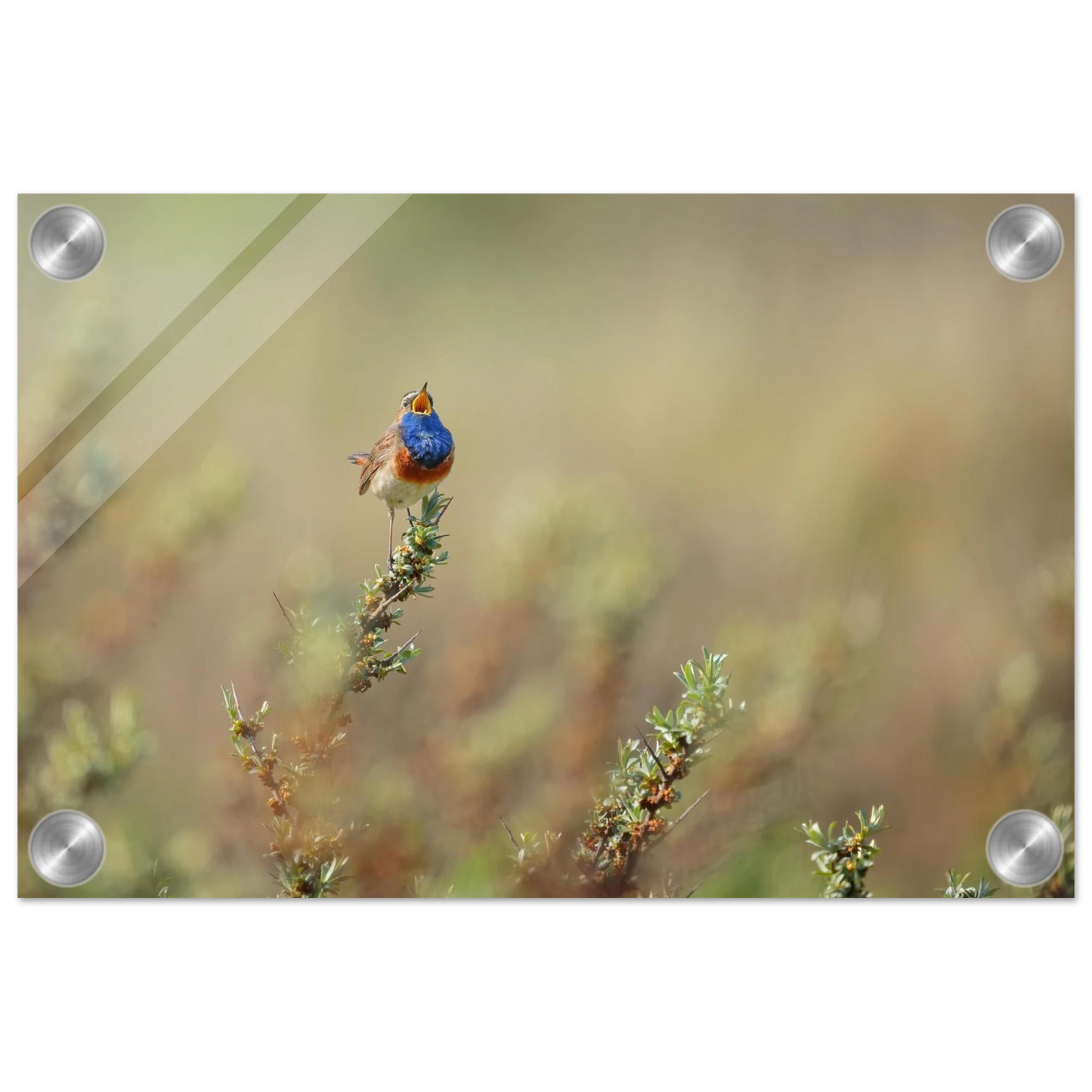 Wandbild lebendige nachtigall ein meisterwerk der naturfotografie fuer ihr zuhause