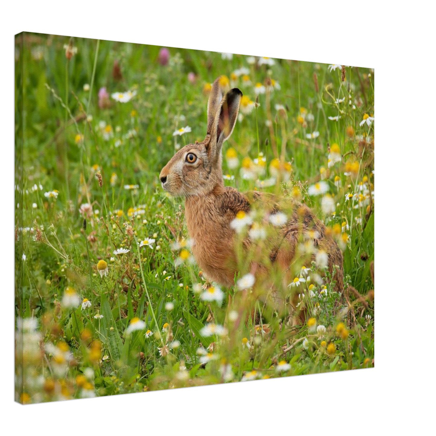 Wandbild Idyllische hasenwiese wandbild waehle dein wunschformat