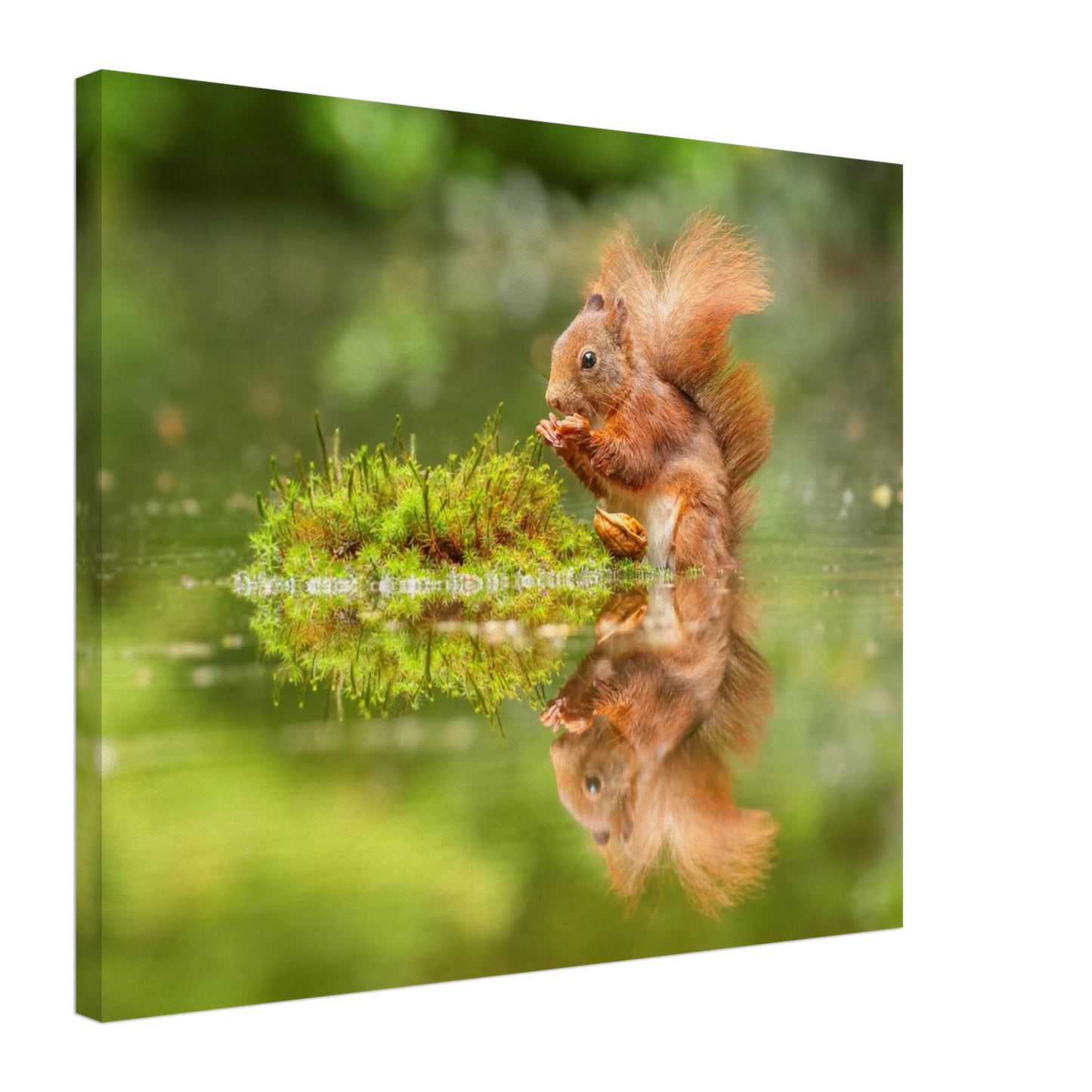 Wandbild bezauberndes eichhoernchen mit nuss ein spiegelbild der natur
