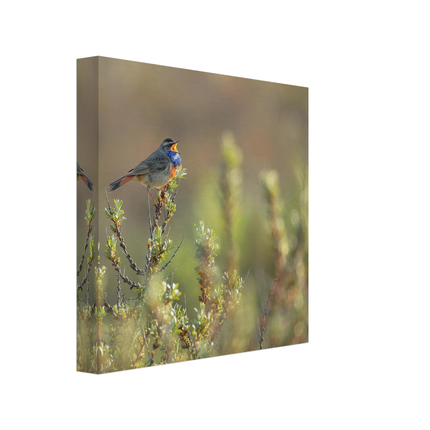 Wandbild singendes blaukehlchen lebendige naturfotografie als wandbild in verschiedenen groessen