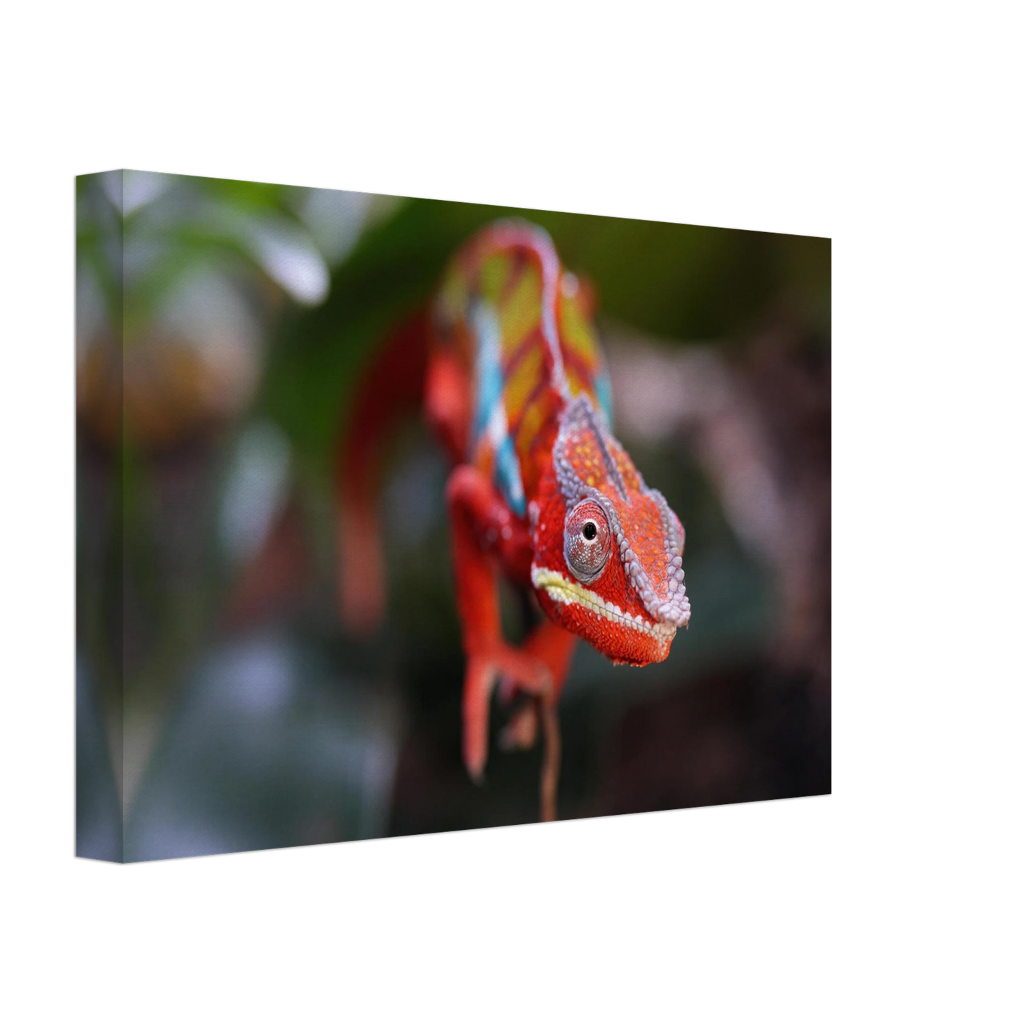 Wandbild faszinierendes chamaeleon portraet lebendige tierkunst fuer ihr zuhause in ihrer wunschgroesse
