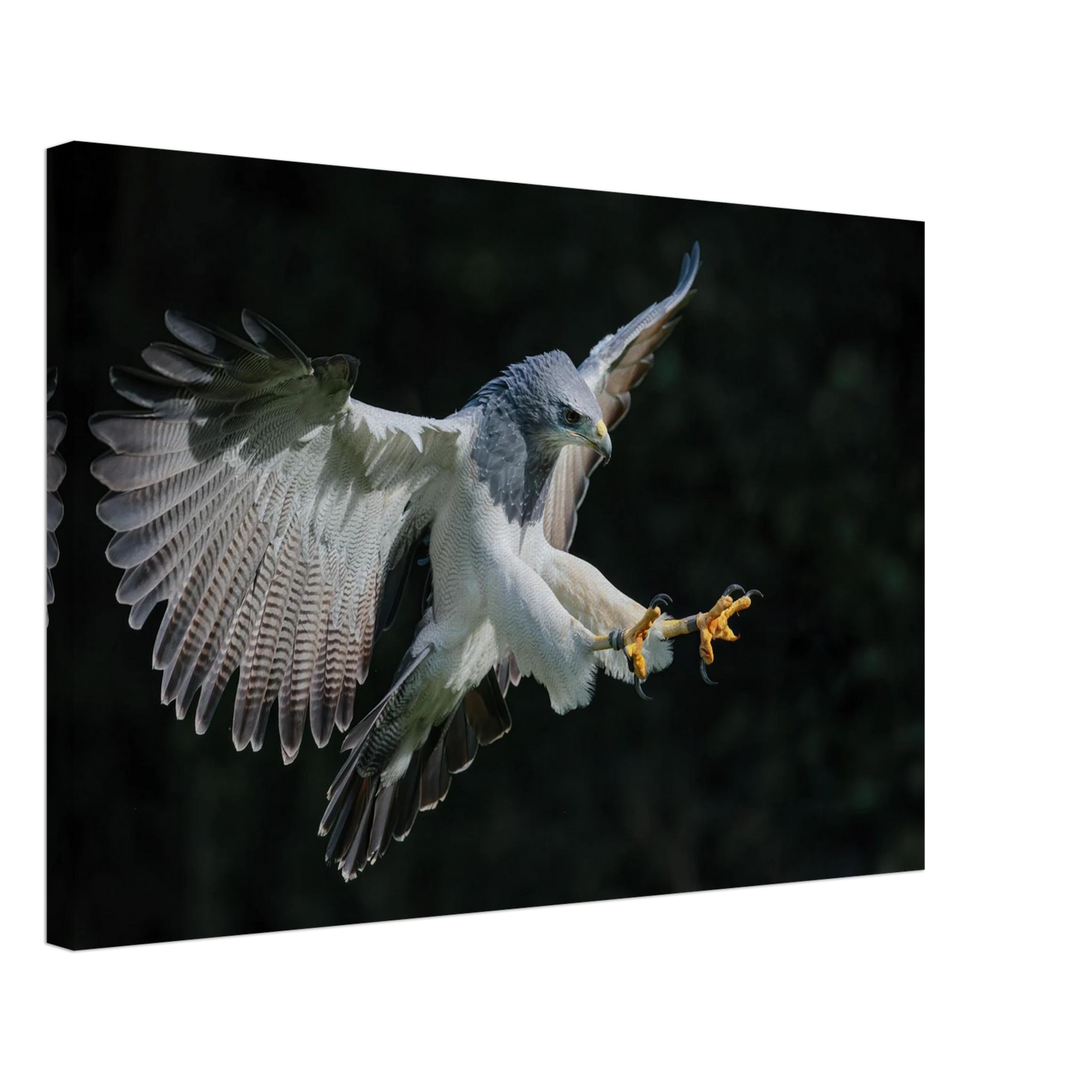 Wandbild majestaetischer schwarzbrustbussard im flug atemberaubende tierfotografie fuer ihr zuhause