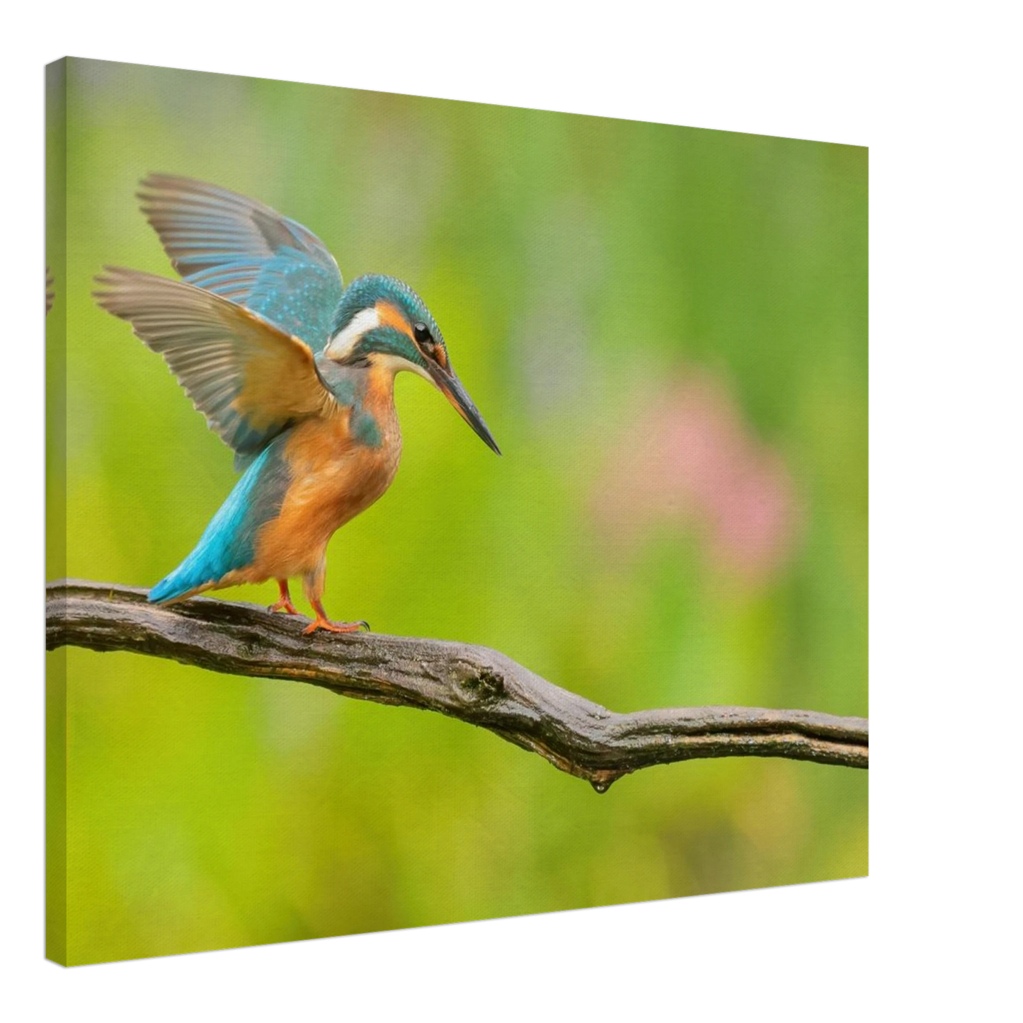 Wandbild eisvogel leuchtende federpracht auf natuerlichem ast in ihrer wunschgroesse