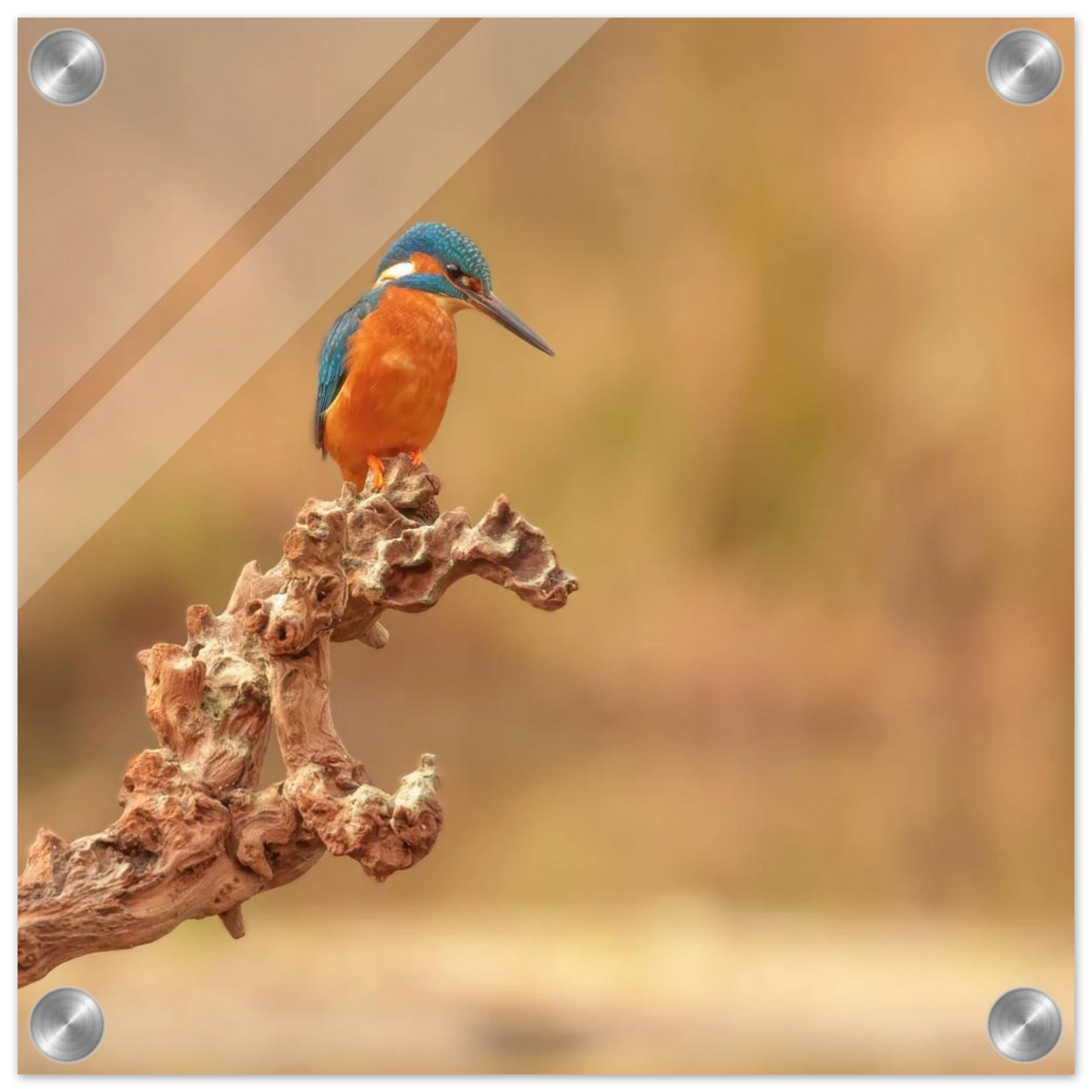 Wandbild eisvogel lebendige naturkunst fuer ihr zuhause in vielen groessen