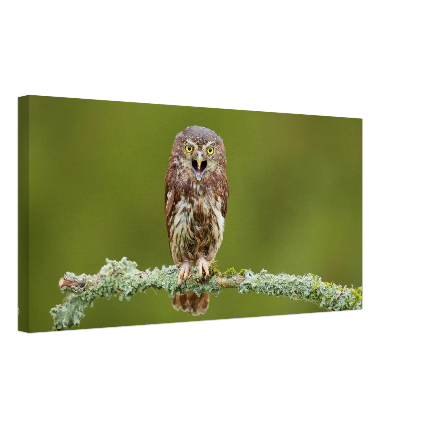 Wandbild rufer der wildnis faszinierendes eulen portraet mit leuchtenden augen fuer ihr zuhause