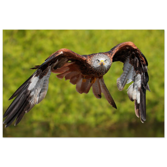 Wandbild majestaetischer rotmilan im flug atemberaubende tierfotografie fuer ihr zuhause erhaeltlich in zahlreichen groessen