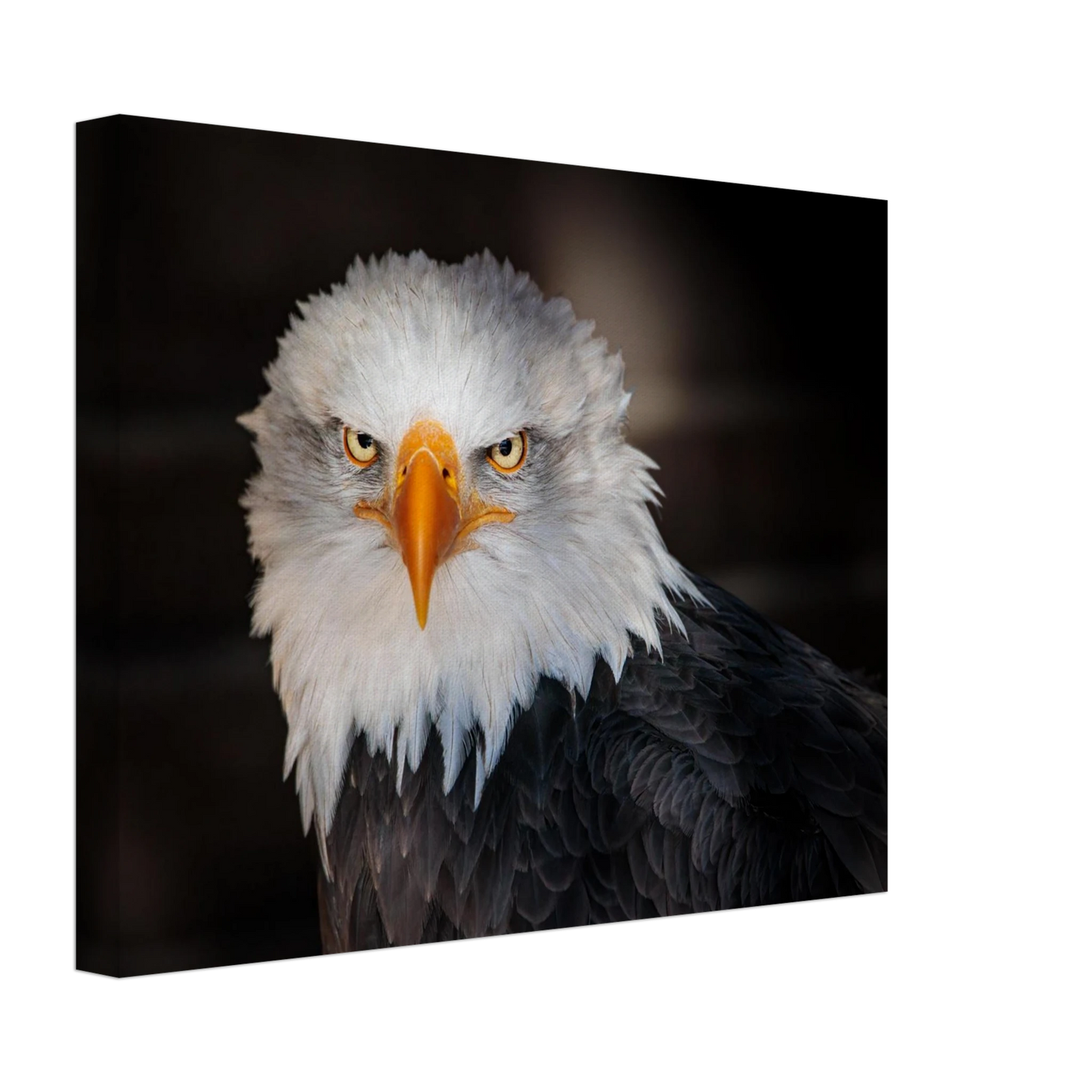 Wandbild majestaetischer adler ausdrucksstarke tierfotografie fuer ihr zuhause in vielen groessen erhaeltlich