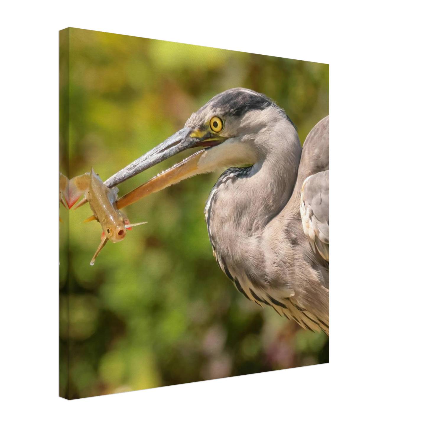 Wandbild graureiher mit fisch ein faszinierender moment in der natur verfuegbar in ihrer wunschgroesse